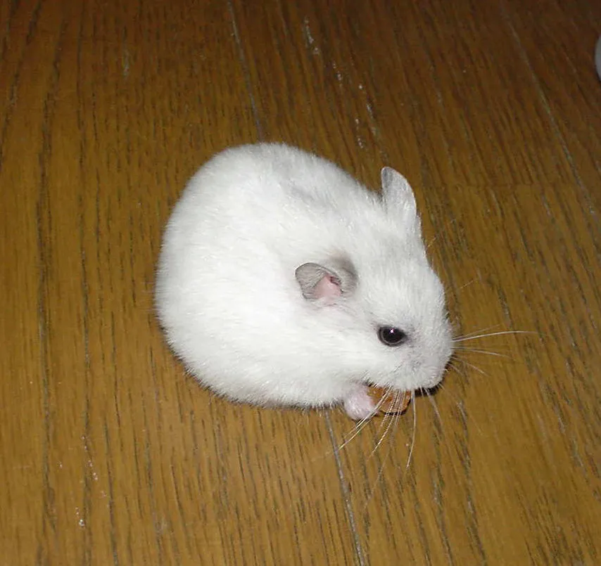 https://s3azzah.s3.us-east-1.amazonaws.com/hamster.webp